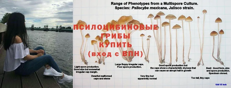 Псилоцибиновые грибы Psilocybine cubensis  где найти наркотики  Пугачёв 